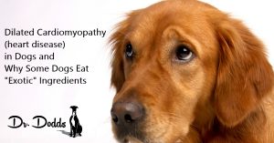 Dilated Cardiomyopathy (Heart Disease) in Dogs and Why Some Dogs Eat “Exotic” Ingredients