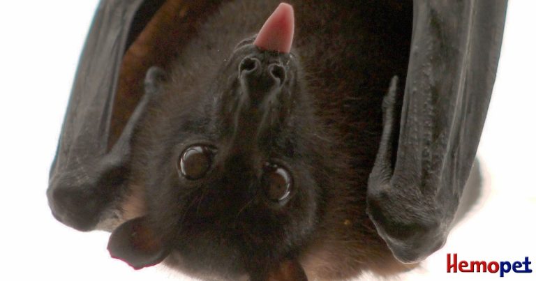 Haemopt Bats, Rats, and the Rest of the ‘Pests’: Why do they exist? | Hemopet
