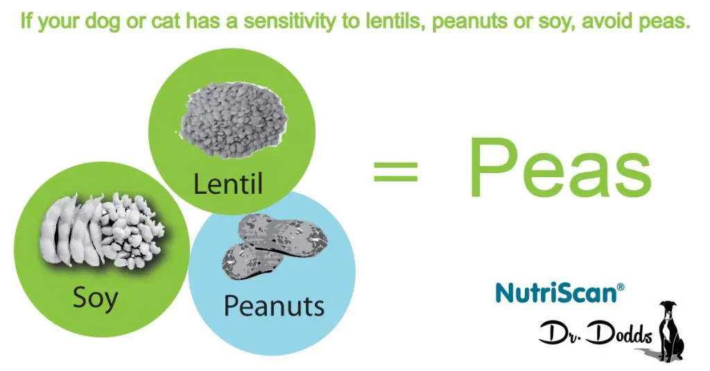 pea sensitivity in dogs and cats