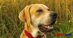 Lyme Disease Vaccine for Dogs