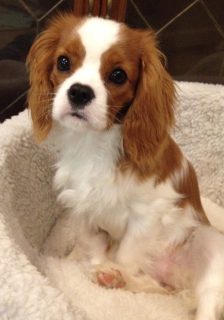 Anorexic Dottie | NutriScan Case Study